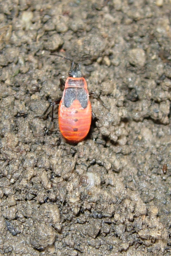 Heteroptera: neanidi